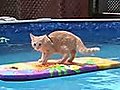 Surfing Cat