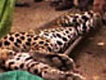 India&#039;s big cat, leopard is now under threat