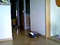 追いかけっこ。
