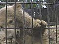 Polar Bear Cub Arrives At Zoo