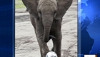 Nelly the Elephant predicts Women’s World Cup