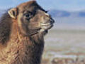 Bactrian camels