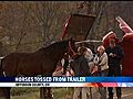 Horses Tossed From Trailer Onto Route 7