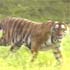 Field directors devise plan for tiger conservation