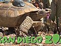 Desert Tortoise Relocation