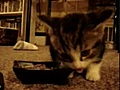 Un chaton qui parle en mangeant
