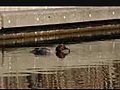 Common Goldeneye eats Lamprey