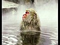 Monkey Hot Tub