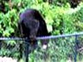 Bear takes dip in family pool