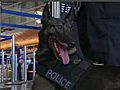 LAX: Explosive-Sniffing Dogs Make Sense