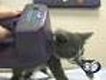 Family reunited with cat because of ID