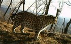 Endangered Russian leopards caught on film