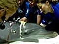 Dolphin rescued after shark attack