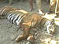 Tiger shot dead in Assam