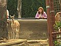 Guanaco