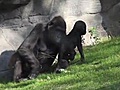 Lilly the little gorilla