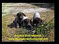 CHIOTS BRAQUE ALLEMAND