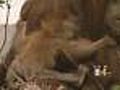 See The Denver Zoo’s Baby Orangutan In Person