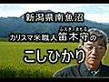 カリスマ米職人、笛木守のコシヒカリ動画