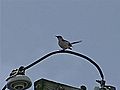 Mail Delivery Halted By Dive-Bombing Birds