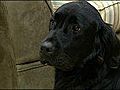 Dog helps rehab patients at Wake Med