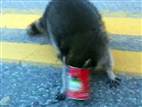 Hungry raccoon gets head stuck in Chef Boyardee can