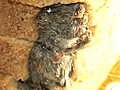 Mouse Baked Into Loaf of Bread