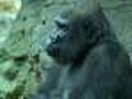 Extra: Gorilla’s Baby Shower At Franklin Park Zoo