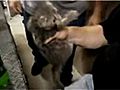 Kitten Shot Out Of Pipe With Leaf Blower