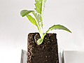 Seed Starting and Soil Block Basics