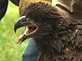 Bald Eagle Nest Found in Massachusetts