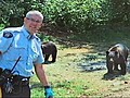 13 Bears Surround Police in a Pot Field