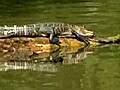 U.S. floods spark wildlife exodus