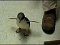 Bébé pingouin chatouilleux