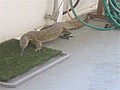 Woman Traps Giant Lizard On Back Patio