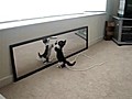 Kitten Doesn’t Understand Mirror