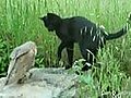 Cat and owl playing