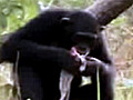 Chimps Use Tools to Hunt Mammals