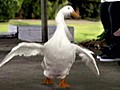 Aflac Ducks Gets a New Voice