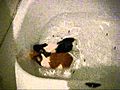 girl guinea pigs swimming in tub