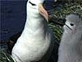 Albatross Search for Food