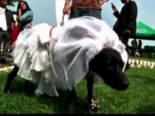 Pooches tie the knot in Peru