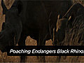 News: Poaching Endangers Black Rhinos
