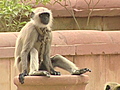 Delhi uses monkeys to combat monkeys