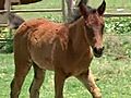 Mare,  Colt Survive Direct Hit From Tornado