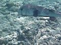 Porcupinefish in Akumal Bay,  Mexico