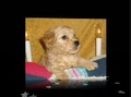 mignon petits chiots