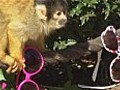 London Zoo keepers tackle thieving monkeys