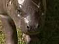 Meet Sapo,  the baby pygmy hippo