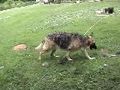 German Shepherd after bath